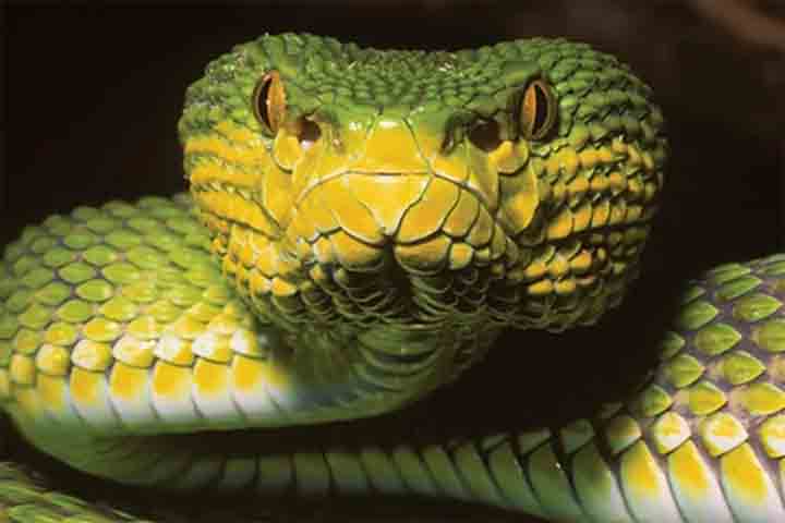 Uma serpente recém-identificada em Mianmar, no sudeste asiático, despertou o interesse da comunidade científica por reunir, em um único indivíduo, características que lembram diferentes espécies. O animal faz parte do gênero Trimeresurus, que popularmente é conhecido como víboras-de-fosseta, um grupo que se destaca pela presença de sensores térmicos localizados entre os olhos e as narinas, utilizados para localizar presas. O animal intrigante foi batizado de víbora-de-fosseta de Ayeyarwady, em r -  (crédito:  Divulgação)