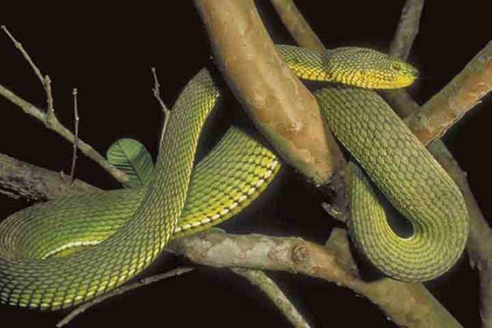 Serpente descoberta em Mianmar 