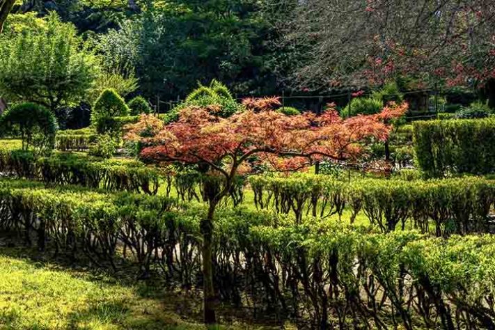 Árvore ornamental bordo-japonês