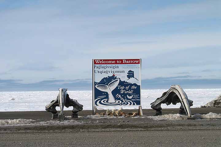 A caça às baleias ocupa o centro da identidade cultural Iñupiat. Embora a caça comercial seja proibida pela lei federal estadunidense, comunidades indígenas do Alasca têm permissão para caçar certas espécies — principalmente baleias-da-groenlândia e belugas — desde que os objetivos sejam nutricionais ou culturais. 