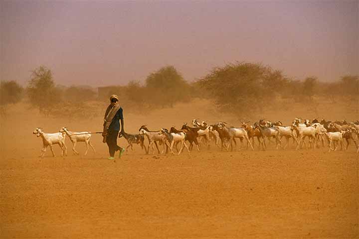 Além dos desertos, tempestades de areia podem ocorrer em áreas agrícolas degradadas. O uso excessivo do solo sem práticas de conservação deixa a terra exposta e vulnerável. Quando ventos fortes chegam, partículas são levantadas e formam nuvens semelhantes às de regiões áridas, ampliando riscos ambientais e produtivos e comprometendo a segurança alimentar.