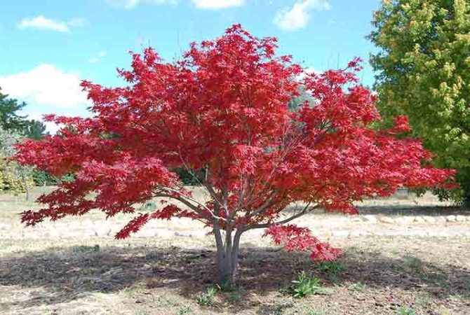 Entre o vermelho e o dourado: o encanto do bordo-japonês que colore espaços no outono