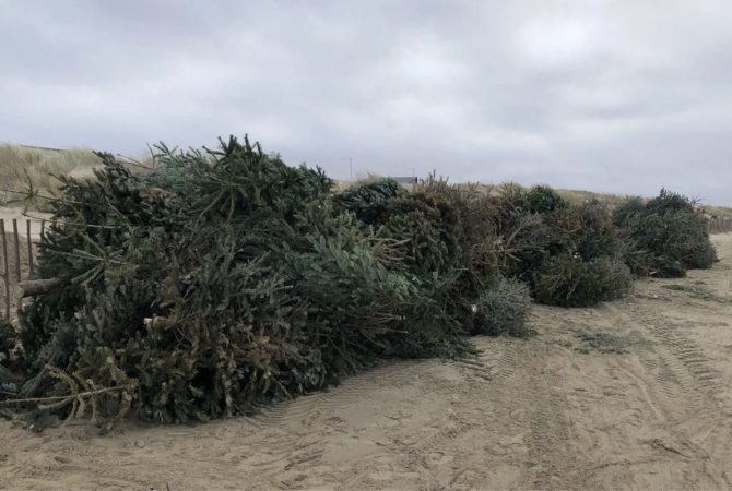 Árvores de Natal viram barreiras naturais contra erosão em praias da Inglaterra; entenda