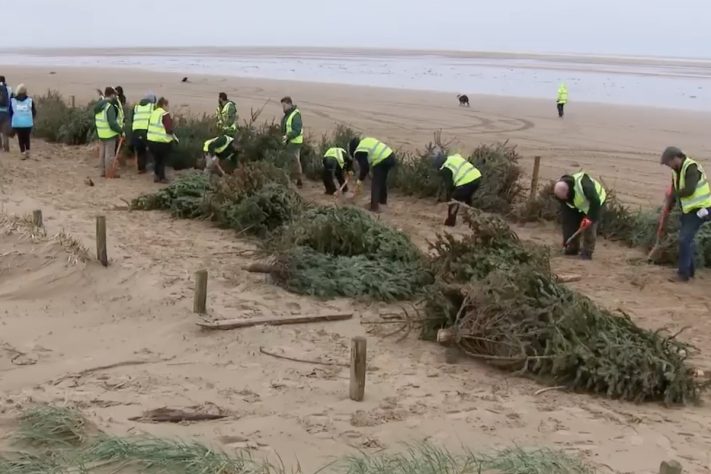 Projeto no Reino Unido usa pinheiros de Natal descartados para criar barreiras naturais contra erosão – Reprodução/Sky News