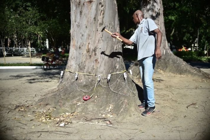Tomografia é usada em árvores com risco em Niterói e reforça segurança urbana - Divulgação/Cláudio Fernandes