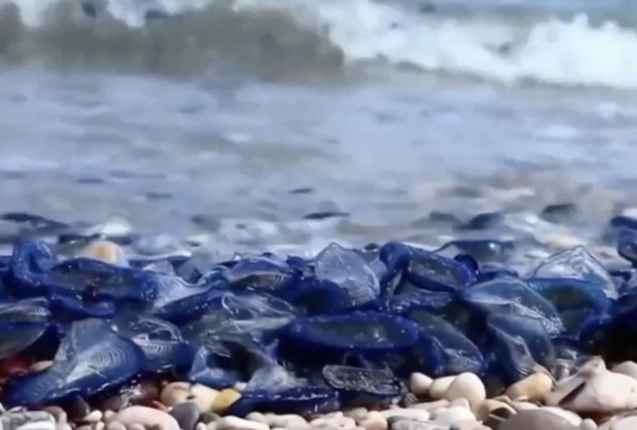 Velella velella, criaturas marinhas gelatinosas invadem praias da Califórnia, nos Estados Unidos - Reprodução/YouTube NBCLA