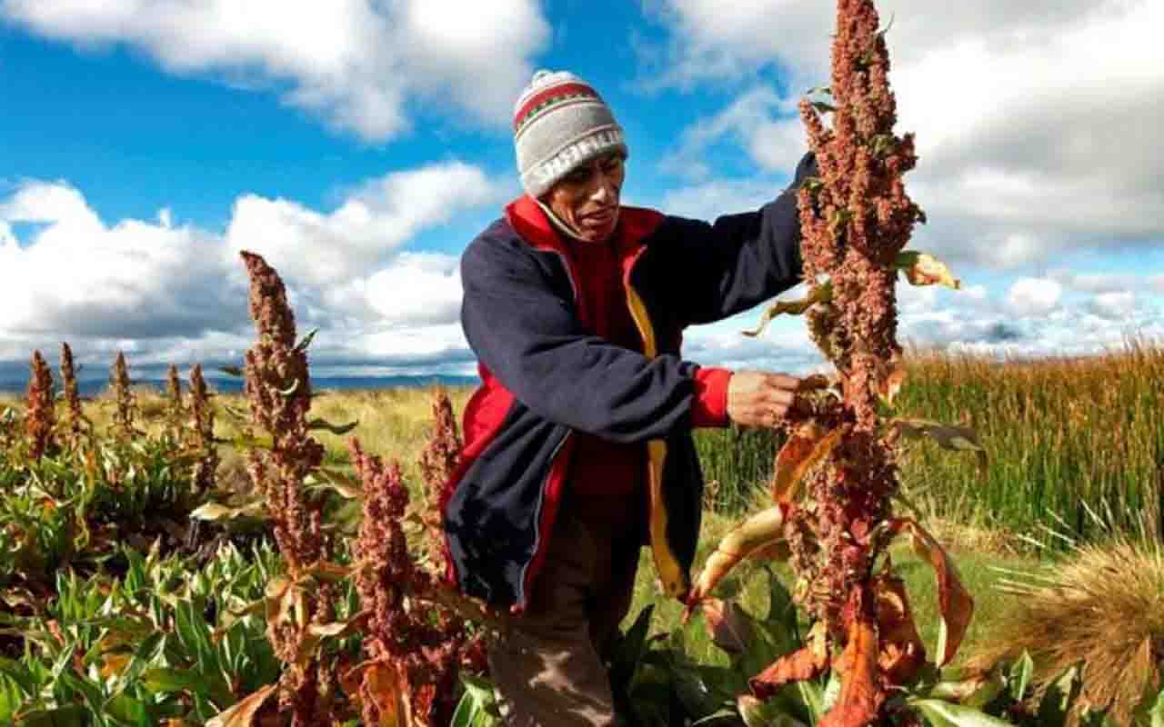 As comunidades rurais próximas a Puno preservam tradições agrícolas e artesanais. O visitante pode conhecer práticas ancestrais, como o cultivo de quinoa e batata, além de técnicas de tecelagem. Essas experiências revelam a força cultural e a ligação profunda com a terra, tornando a visita uma imersão autêntica na vida andina.