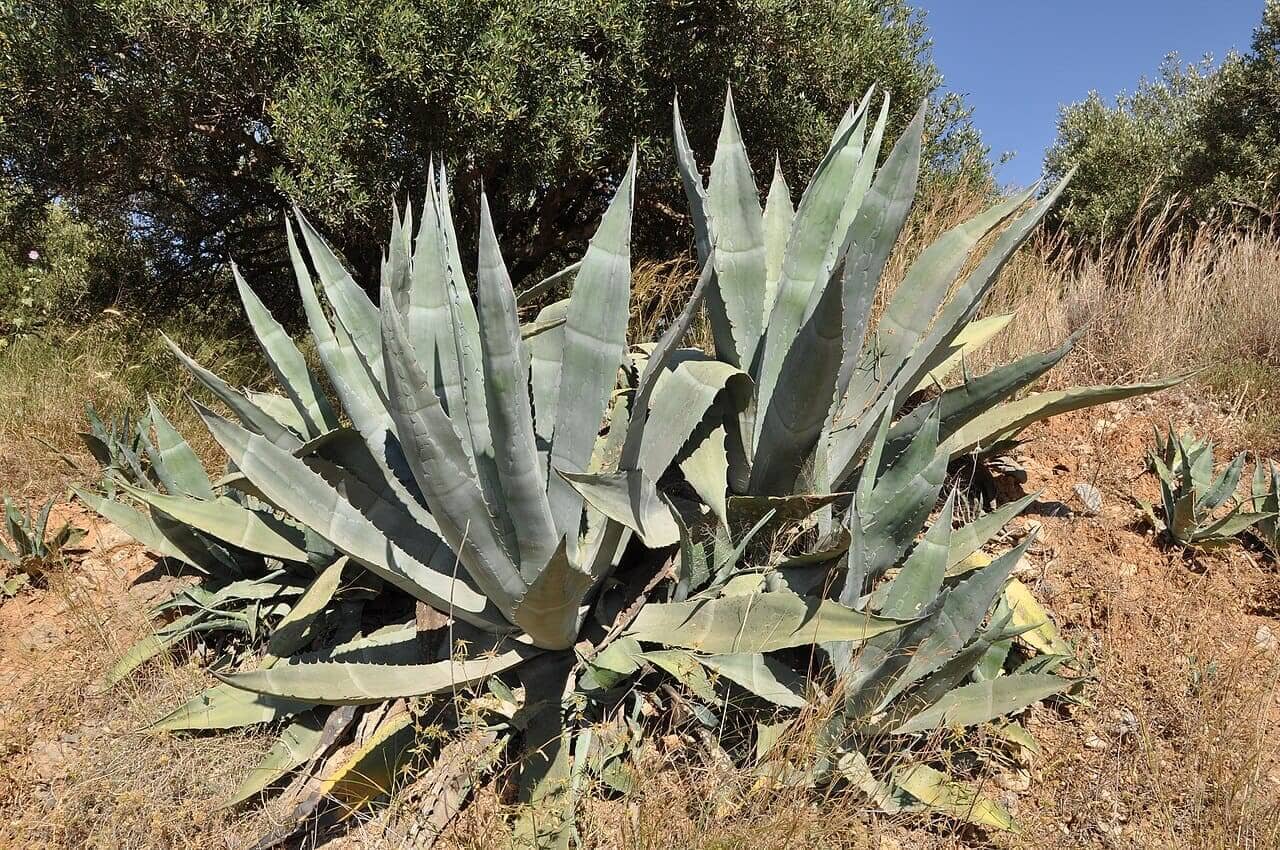 O agave, suculenta de folhas largas, pode armazenar água em cavidades naturais, especialmente em áreas externas. Esse acúmulo favorece mosquitos, exigindo inspeção e remoção de líquido após chuvas. Também é recomendado o uso de substrato arenoso para melhorar a drenagem e reduzir o risco sanitário.