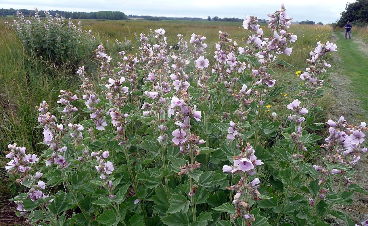 O marshmallow nasceu da planta Althaea officinalis, usada por egípcios e gregos para tratar inflamações e problemas respiratórios. A raiz era misturada com mel e consumida como um doce medicinal que unia sabor e cura. Esse uso se manteve por séculos, até que a receita evoluiu para um doce popular.