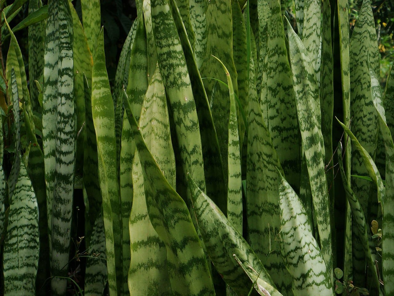 A espada-de-são-jorge pode acumular água em excesso na base das folhas rígidas, especialmente quando cultivada em vasos com pratos que retêm líquido. Embora seja uma planta resistente e muito popular por purificar o ar e decorar interiores, precisa de rega moderada e solo bem drenado para evitar que se torne foco de mosquitos. Com manejo adequado, incluindo a retirada de recipientes que acumulam água e a manutenção periódica do substrato, ela conserva seus benefícios ornamentais e funcionais sem