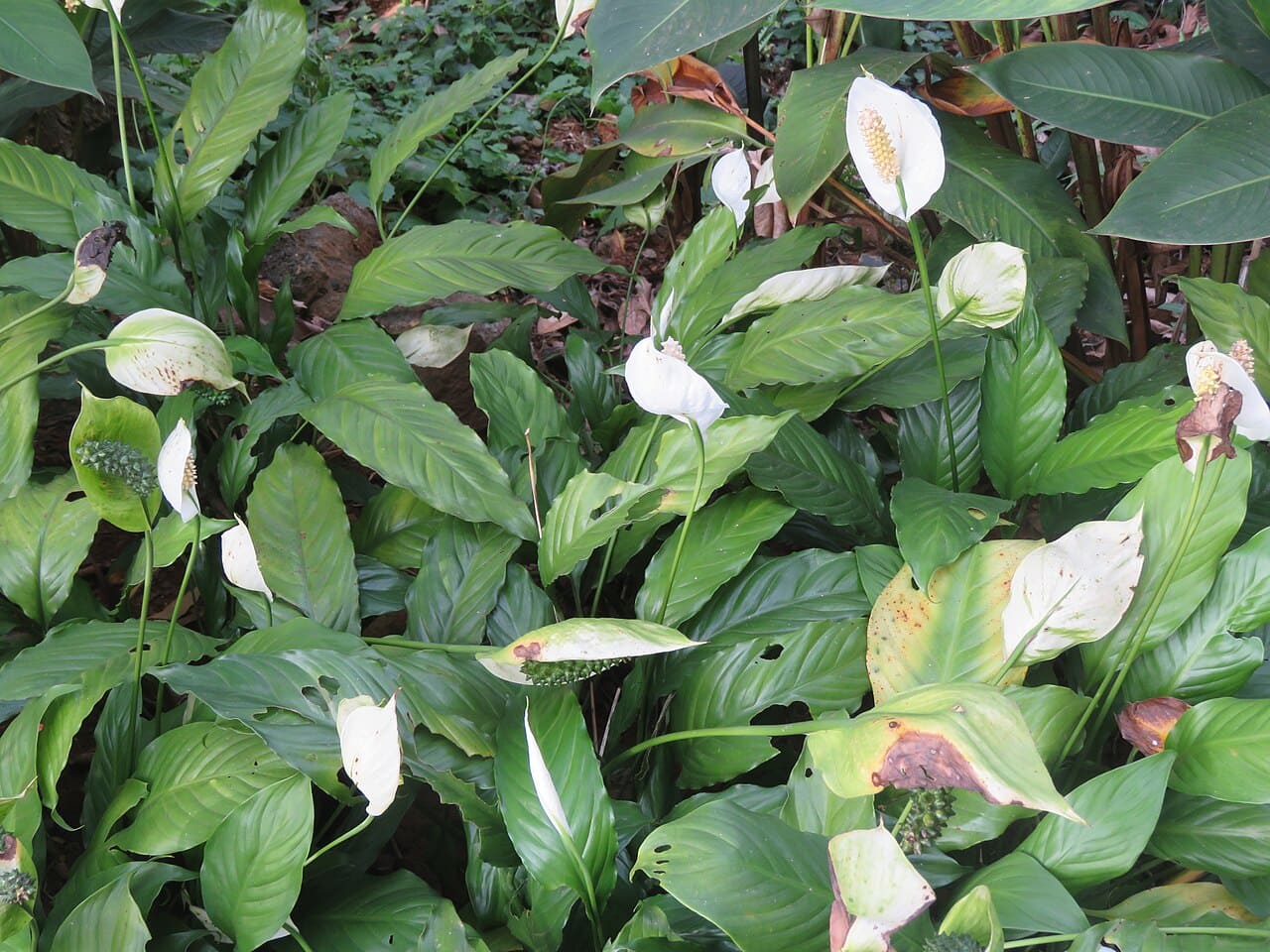 O lírio-da-paz é muito usado em interiores pela elegância de suas flores brancas, entretanto suas folhas podem acumular água se a rega for exagerada, criando ambiente propício para mosquitos. É necessário, portanto, manter o solo úmido sem excesso e evitar pratos com água parada.  Assim, conserva beleza e purificação do ar sem riscos sanitários.
