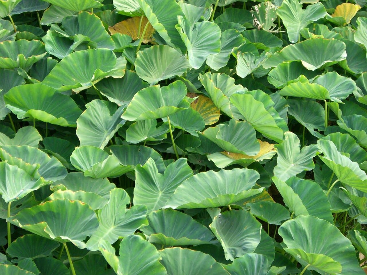 A colocasia possui folhas grandes que acumulam água em sua superfície e base, atraindo mosquitos em ambientes abertos. É uma planta exótica e decorativa, mas requer drenagem eficiente e inspeção frequente. O cultivo deve incluir monitoramento constante em períodos chuvosos para evitar problemas de saúde.