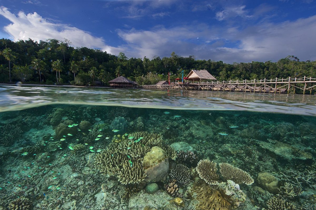 Essa distância dos grandes centros ajudou a proteger os ecossistemas locais ao longo das décadas. Raja Ampat integra o chamado Triângulo de Coral, considerado o centro mundial da vida marinha tropical. Os recifes de Raja Ampat abrigam centenas de espécies de corais e milhares de espécies de peixes, além de tartarugas marinhas, cavalos-marinhos pigmeus, arraias-manta e tubarões de recife.