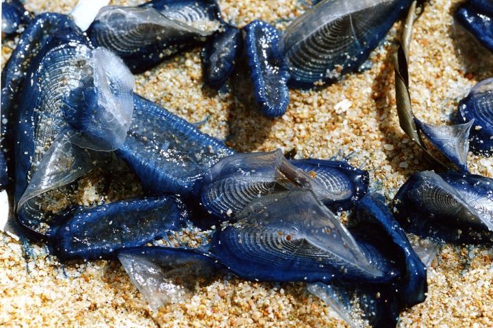 A organização coletiva da Velella velella revela um detalhe fascinante: cada indivíduo visível na verdade corresponde a uma colônia formada por vários organismos especializados chamados pólipos. Cada pólipo desempenha uma função específica, como alimentação, defesa ou reprodução.