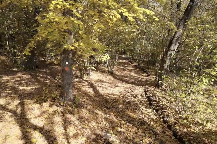 Em muitos relatos populares, visitantes afirmavam ouvir vozes distantes, passos invisíveis e sussurros vindos entre as árvores mesmo quando não havia ninguém por perto. Algumas histórias mencionavam luzes flutuantes e figuras humanas que surgiam rapidamente entre a vegetação antes de desaparecer. A fama mundial da floresta aumentou nos anos 1960, quando o biólogo romeno Alexandru Sift começou a investigar os fenômenos relatados na região.