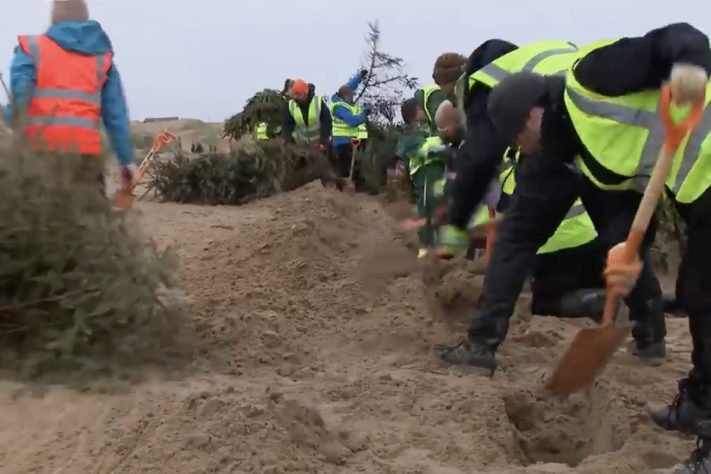 Projeto no Reino Unido usa pinheiros de Natal descartados para criar barreiras naturais contra erosão – Reprodução/Sky News