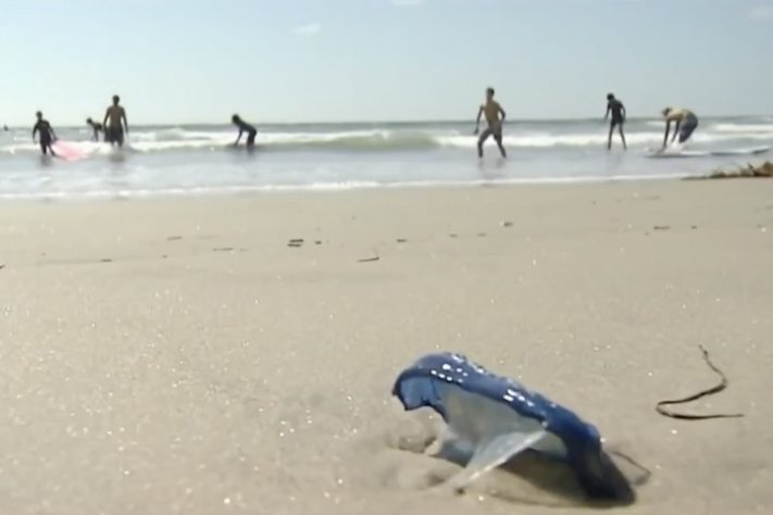 Velella velella, criaturas marinhas gelatinosas invadem praias da Califórnia, nos Estados Unidos - Reprodução/YouTube NBCLA