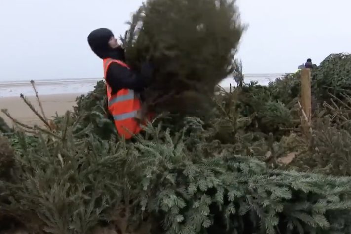 Projeto no Reino Unido usa pinheiros de Natal descartados para criar barreiras naturais contra erosão – Reprodução/Sky News
