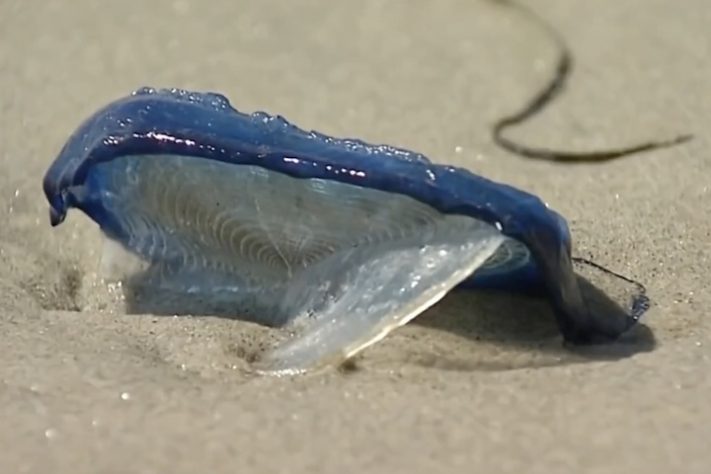 Velella velella, criaturas marinhas gelatinosas invadem praias da Califórnia, nos Estados Unidos - Reprodução/YouTube NBCLA