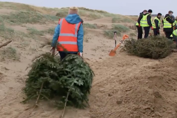 Projeto no Reino Unido usa pinheiros de Natal descartados para criar barreiras naturais contra erosão – Reprodução/Sky News