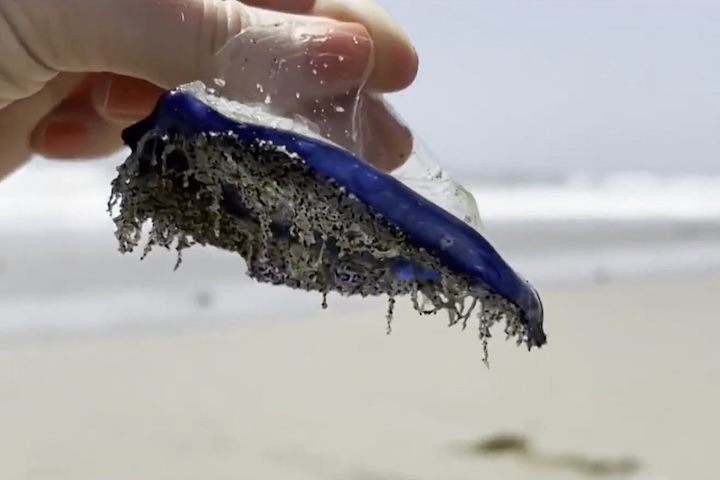 Sua coloração azul intensa ajuda na camuflagem em mar aberto, já que o tom se mistura ao brilho do oceano. Na parte inferior do corpo ficam pequenos tentáculos responsáveis pela captura de alimento. Esses tentáculos possuem células urticantes capazes de paralisar organismos microscópicos, como plâncton e larvas marinhas.