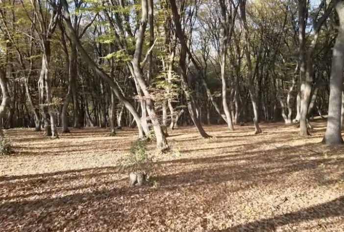Floresta Hoia Baciu, Romênia - Reprodução/YouTube