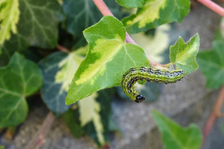 O habitat das lagartas é tão variado quanto suas espécies. Enquanto algumas vivem exclusivamente em florestas tropicais úmidas, outras se adaptaram a ambientes áridos, campos abertos, regiões de altitude elevada e até ambientes aquáticos. Lagartas da família Crambidae, por exemplo, passam parte de seu ciclo de vida subaquáticas, alimentando de plantas aquáticas em lagos e rios. 