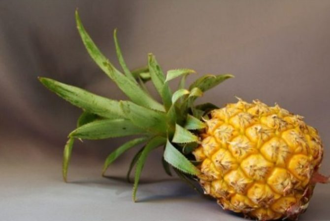 Bromelina: a substância do abacaxi que pode irritar a língua e até amaciar carnes