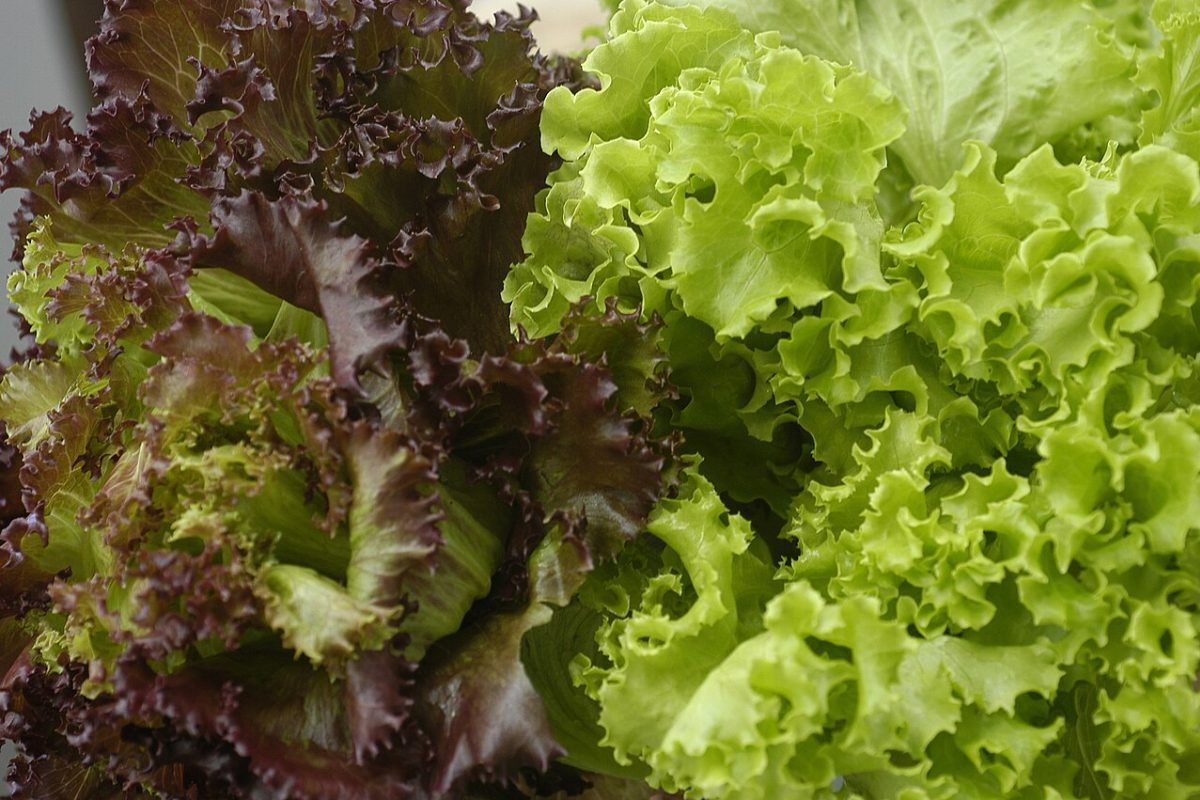 Vale lembrar que, além da versão americana mais comum nas saladas, existem diversos tipos de alface consumidos no Brasil, como crespa, lisa, romana e roxa, cada uma com textura, sabor e valor nutricional diferentes. As folhas mais escuras, por exemplo, costumam apresentar maior concentração de vitaminas, fibras e antioxidantes importantes para o organismo.