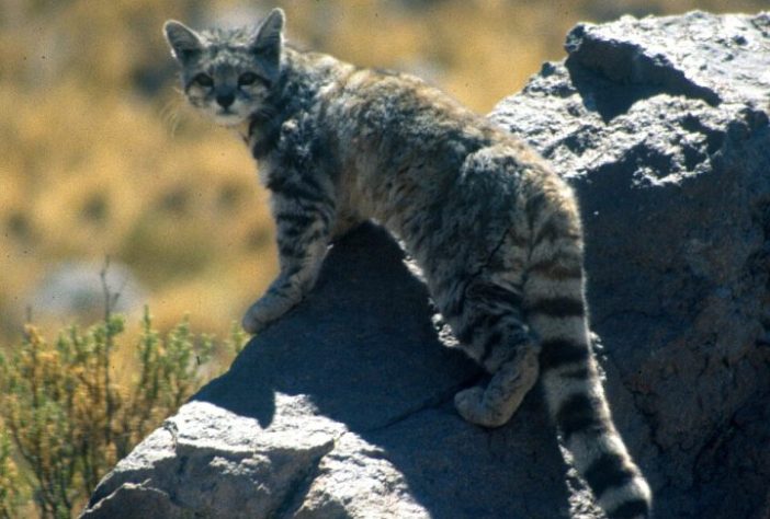 Gato-andino (Leopardus jacobita) é um dos felinos mais raros do mundo - Wikimedia Commons/Jim Sanderson