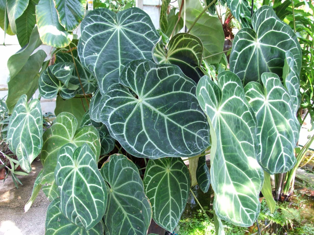 O antúrio destaca-se por flores vermelhas e folhas brilhantes, mas o excesso de água em vasos mal drenados favorece mosquitos. A rega deve ser moderada e acompanhada de limpeza frequente das folhas para evitar riscos. Além disso, é importante garantir boa ventilação no ambiente, mantendo a planta saudável e segura.