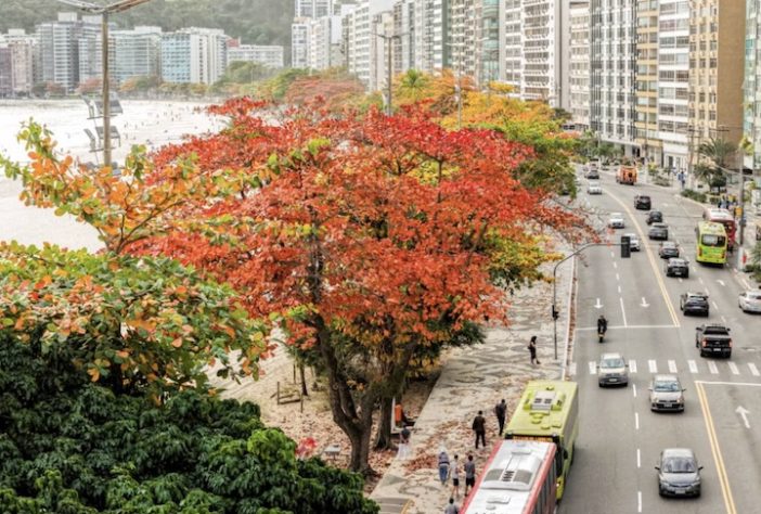 Árvores Niterói, Rio de Janeiro - Divulgação/Paulo Lima