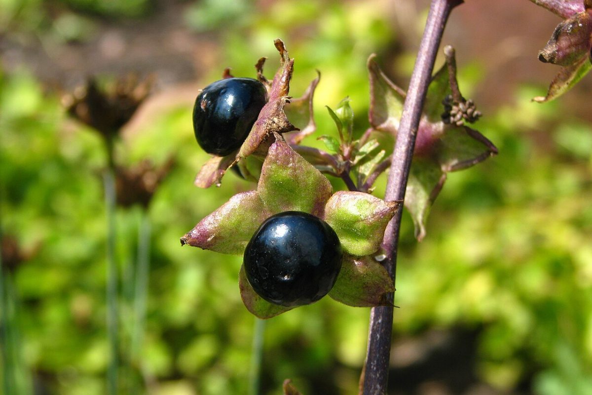 Apesar desse uso estético, a Atropa belladonna contém compostos capazes de causar delírios e morte em doses elevadas. O jardim também é famoso por apresentar espécies que deram origem a medicamentos modernos importantes. A dedaleira, por exemplo, forneceu compostos usados no tratamento de doenças cardíacas. 
