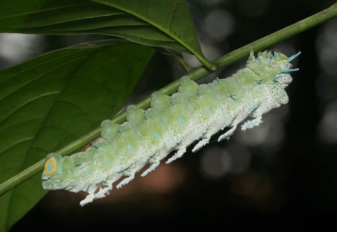 Larva, lagarta Attacus atlas - Wikimedia Commons/© 2018 Jee e Rani Nature Photography
