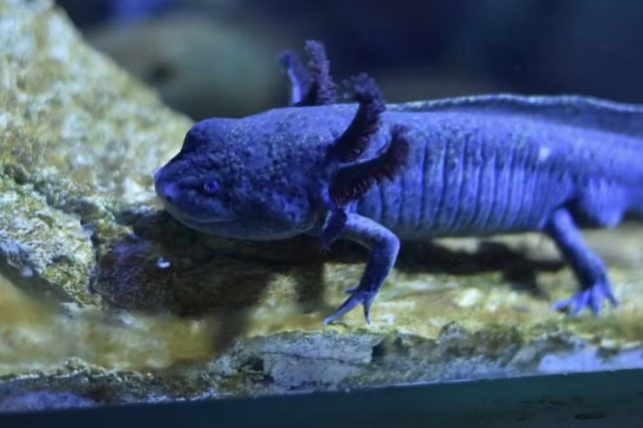 Axolotes estão entre os animais raros encontrados no Bioparque Pantanal – Reprodução