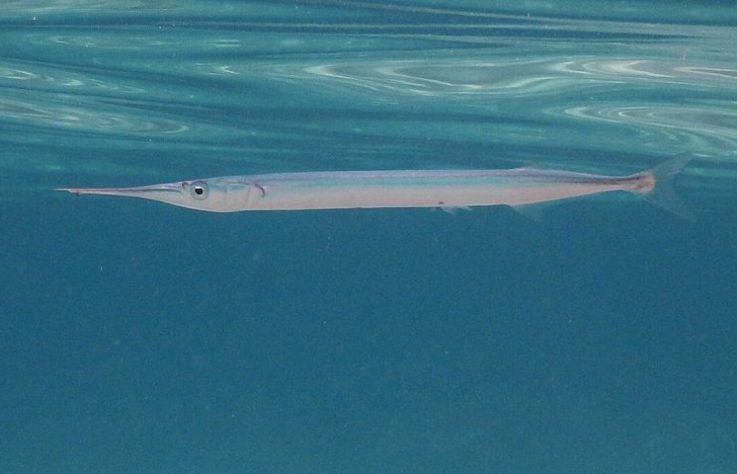 Peixe-Agulha (Belone belone) - Wikimedia Commons/euparkeria