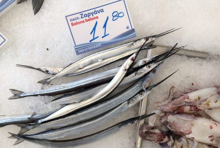 Peixe-Agulha (Belone belone) - Wikimedia Commons/Vouliagmeni