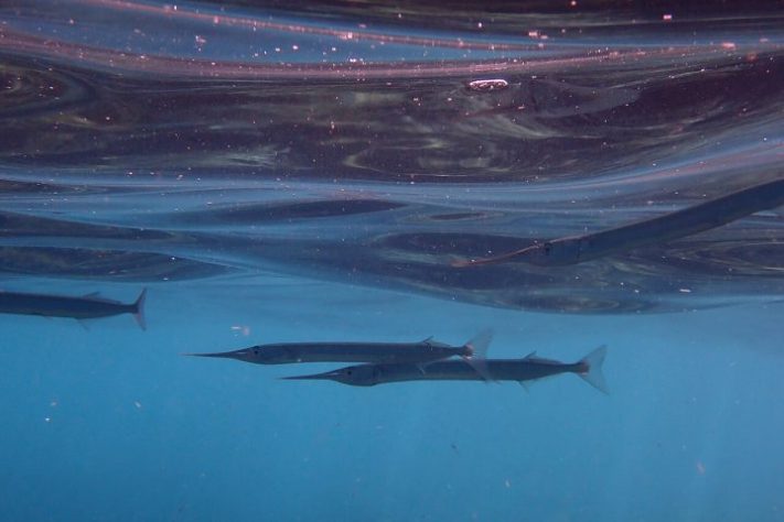 Peixe-Agulha (Belone belone) - iNaturalist/yvesbas