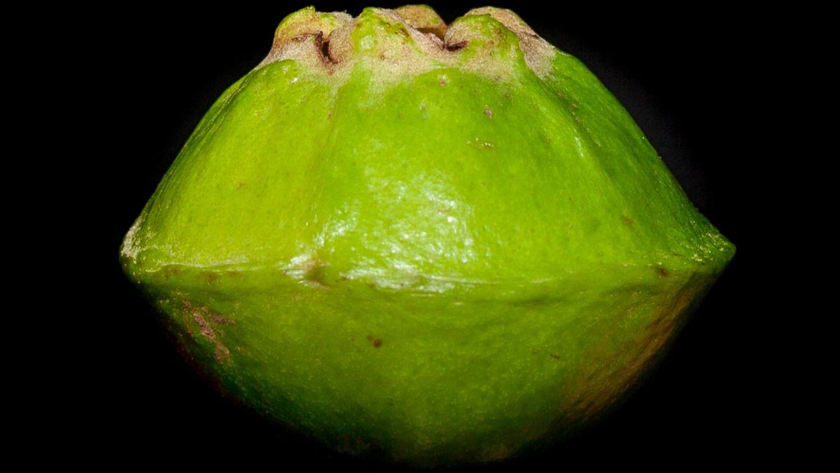 O cultivo do cambuci pode acontecer em jardins, quintais e até em vasos grandes, desde que a planta receba os cuidados adequados. A espécie prefere clima subtropical ou tropical úmido, além de boa incidência de luz solar. O solo precisa ser rico em matéria orgânica, levemente ácido e com boa drenagem. As regas devem manter a terra úmida, mas sem excesso de água.  Atenção, quando cultivada diretamente no solo, a árvore precisa de espaço suficiente para o crescimento da copa. Também é importante r