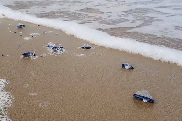 A distribuição da Velella velella abrange mares temperados e tropicais ao redor do mundo. Grandes concentrações aparecem frequentemente no Oceano Pacífico e no Mar Mediterrâneo, mas registros também ocorrem no Atlântico. A dieta desses seres baseia-se no consumo de plâncton, ovas de peixe e pequenos crustáceos, capturados por tentáculos curtos. 