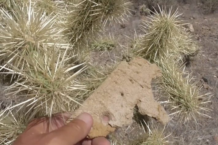 Cacto Cylindropuntia fulgida, cholla saltadora | Reprodução 