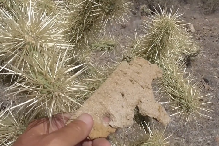 Embora reações alérgicas não sejam frequentes, inflamações e dores podem ocorrer, especialmente nos casos envolvendo a cholla saltadora, cujos espinhos costumam penetrar profundamente na pele. Dependendo da gravidade da perfuração, especialistas recomendam procurar atendimento médico para evitar complicações.