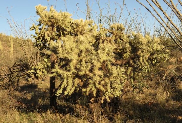 Sua aparência chama atenção porque os espinhos refletem a luz do sol e criam um brilho intenso sobre a paisagem desértica. Esse efeito visual transforma a Cylindropuntia fulgida em uma das espécies mais fotografadas dos desertos do sudoeste dos Estados Unidos.
