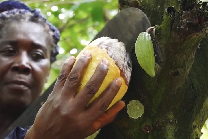 Embora as autoridades da Costa do Marfim trabalhem na criação de um mercado digitalizado para validar a trajetória do cacau, existe um temor global de impacto social negativo. Os países cultivadores apontam que a conta das reformas ecológicas pesa justamente sobre os agricultores mais vulneráveis, obrigados a se adaptar ao rigor dos blocos compradores.