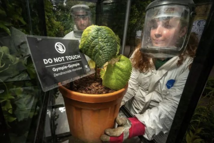 Contato com a planta Dendrocnide moroides, conhecida como gympie-gympie, pode deixar sua vítima com dores extremas por semanas – Divulgação/The Alnwick Garden