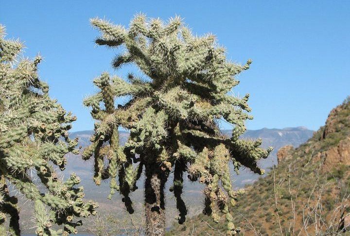 A gravação viralizou rapidamente no TikTok e despertou curiosidade entre internautas, muitos deles intrigados com a ideia de que um cacto pudesse “pular”. A planta responsável pelo incidente pertence à espécie Cylindropuntia fulgida, conhecida popularmente como cholla saltadora. Apesar do apelido, o cacto não realiza movimentos próprios. O que acontece é que partes da planta se desprendem com enorme facilidade ao menor toque, à ação do vento ou ao contato com animais e pessoas.
