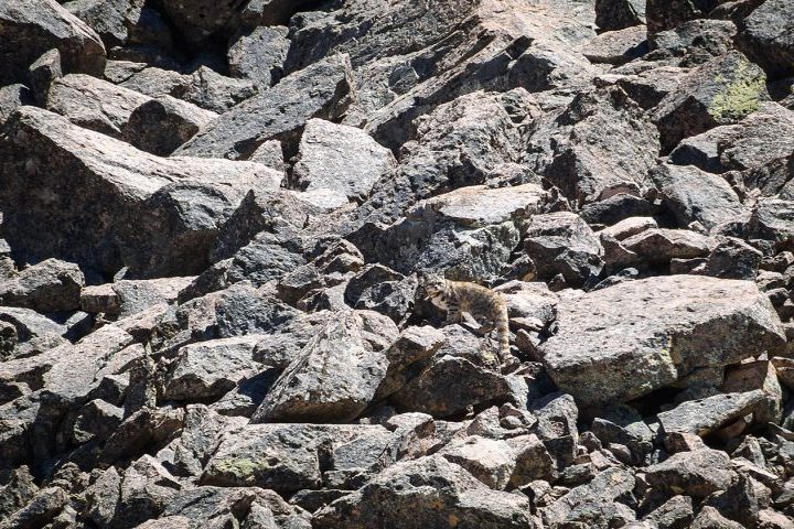 A espécie vive principalmente em regiões elevadas da Cordilheira dos Andes, normalmente acima de 3 mil metros de altitude, em ambientes frios, áridos e de difícil acesso. Sua alimentação inclui pequenos mamíferos, especialmente viscachas, roedores típicos das montanhas andinas.