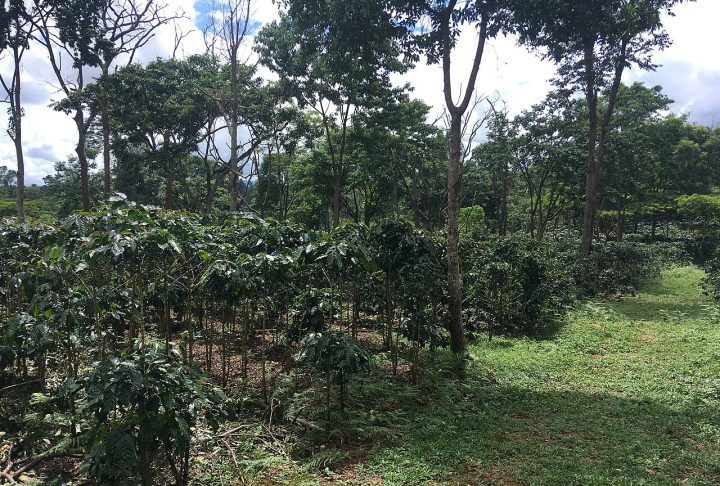Os colonizadores perceberam rapidamente que as condições do Bolaven eram ideais para variedades de arábica e robusta. Com o passar das décadas, o café se tornou a principal atividade econômica da região e um dos produtos agrícolas mais importantes do Laos. Atualmente, o Planalto Bolaven concentra grande parte da produção cafeeira nacional e exporta grãos para mercados internacionais.