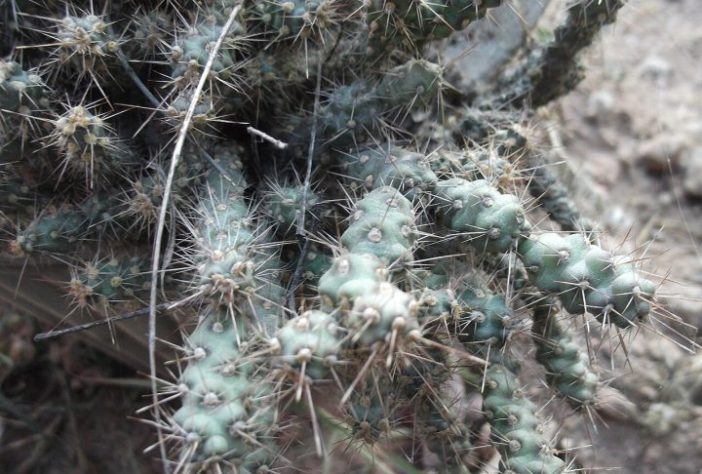 Cacto Cylindropuntia fulgida, cholla saltadora -Wikimedia Commons/Yercaud-elango