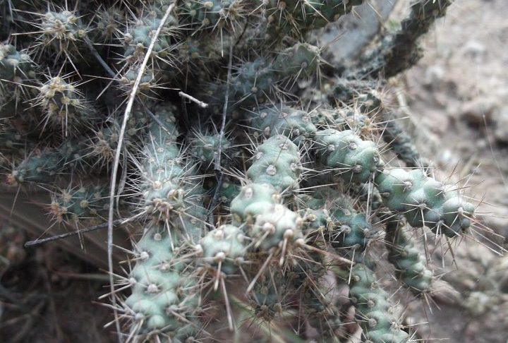 Por causa do risco de acidentes, especialistas recomendam cautela em locais com vegetação desértica. O ideal é manter distância dos cactos, evitar caminhar próximo à base das plantas e usar roupas resistentes, como calças grossas e botas fechadas. Tecidos finos oferecem pouca proteção contra os espinhos farpados, que podem perfurar facilmente a pele.